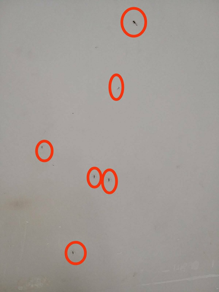 پشه های ناقل بیمارستان تقسیم استانبول را فتح کردند