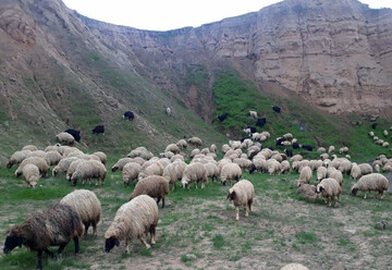 محموله ۱۶۶ میلیارد ریالی دام قاچاق در مرز بانه کشف شد