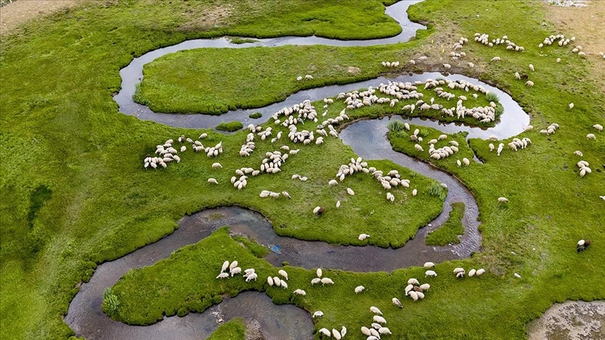 تصاویری زیبا از زندگی عشایر و دامداران در کردستان ترکیه