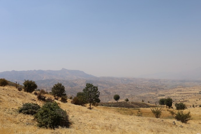 آغاز فصل جمعآوری برگهای بلوط در دامنههای کوه جودی؛ + فیلم