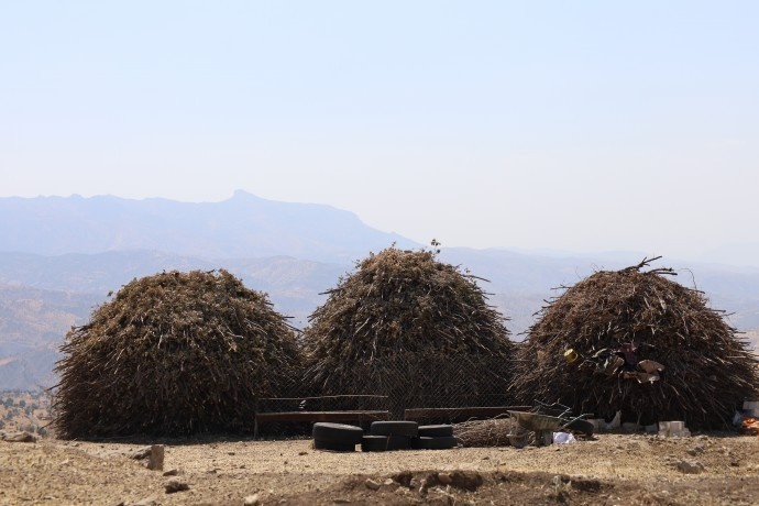 آغاز فصل جمعآوری برگهای بلوط در دامنههای کوه جودی؛ + فیلم