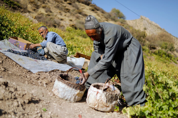 ۱۶۴ هزار تن انگور در  باغات کردستان تولید می شود 