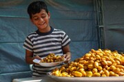 جشنواره خرما در قصرشیرین برگزار می‌شود