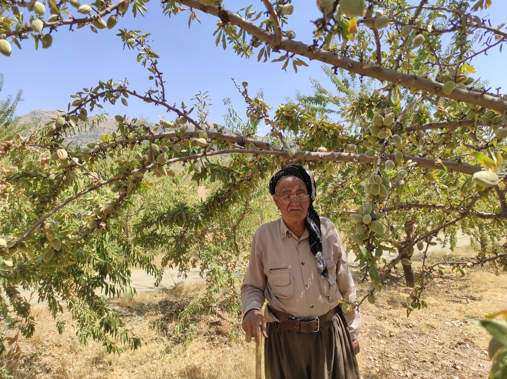 پوسته تلخ مشکلات بر شیرینی بادام بانه