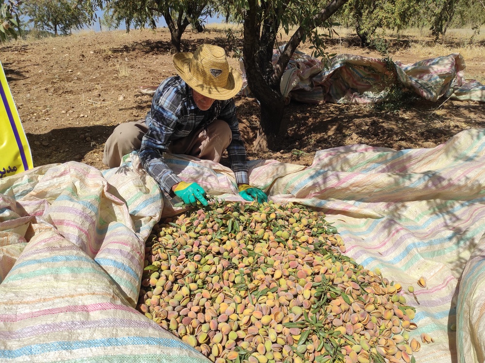 پوسته تلخ مشکلات بر شیرینی بادام بانه