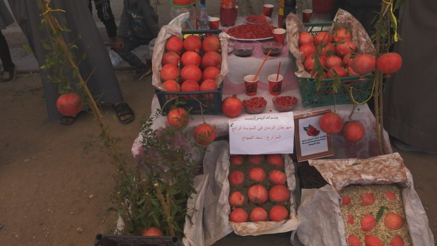 برگزاری جشنواره سالانه انار در شهرک سوسه کانتون دیرالزور 