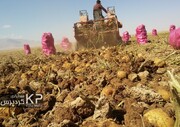 ۶.۲ درصد سیب زمینی کشور در کردستان تولید می شود