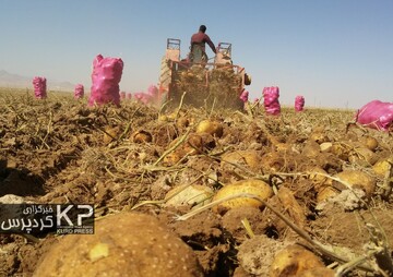 کُمای آب در دشت قروه و دهگلان با ادامه  کشت سیب زمینی