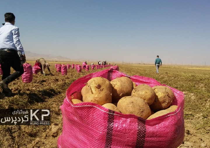 کُمای آب در دشت قروه و دهگلان با ادامه  کشت سیب زمینی