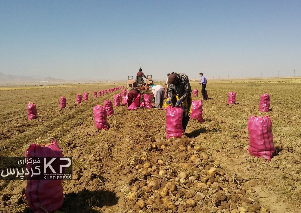 کُمای آب در دشت قروه و دهگلان با ادامه کشت سیب زمینی
