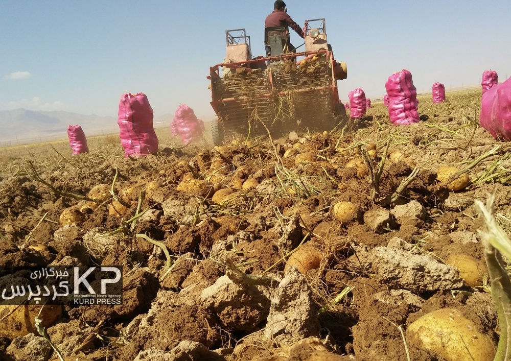 ۶.۲ درصد سیب زمینی کشور در کردستان تولید می شود