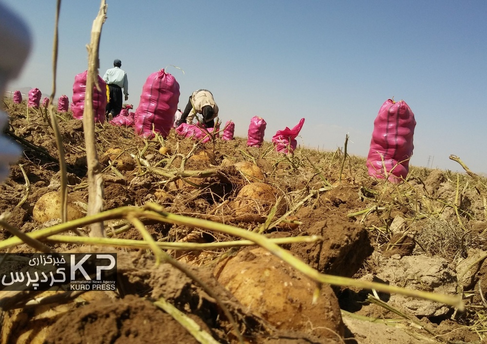 کشت سیب زمینی؛ برداشت خشکسالی
