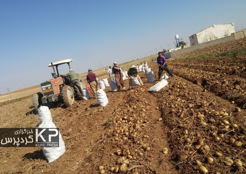 کُمای آب در دشت قروه و دهگلان با ادامه کشت سیب زمینی