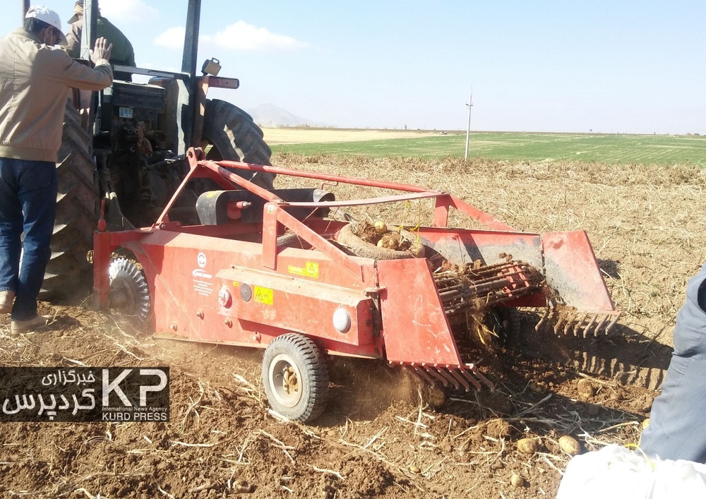 کُمای آب در دشت قروه و دهگلان با ادامه کشت سیب زمینی