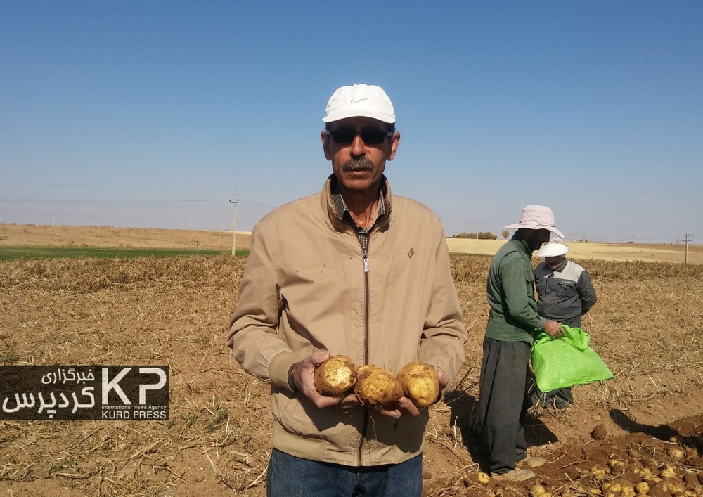 کُمای آب در دشت قروه و دهگلان با ادامه  کشت سیب زمینی