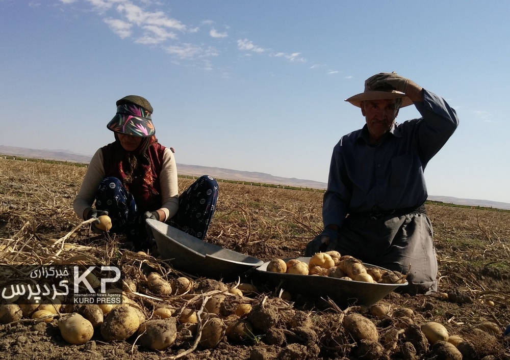 کشت سیب زمینی؛ برداشت خشکسالی