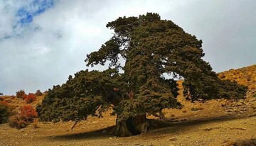  درختی با ١٦ قرن عمر در تکاب شناسایی شد