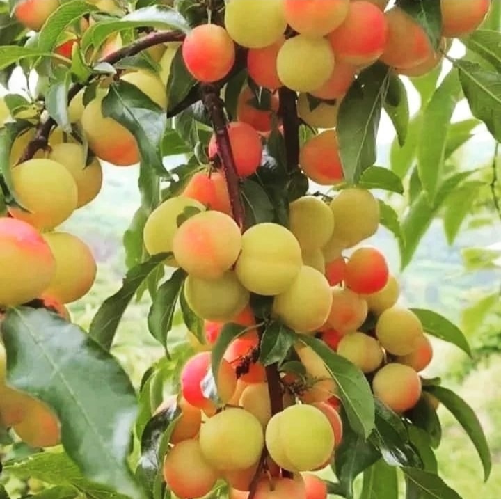 «زَردلو روین» غذای محبوب کلهرهای کرمانشاه