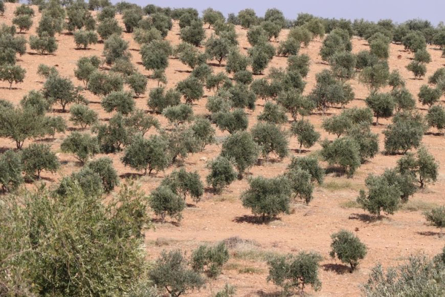 برداشت زیتون در کردستان سوریه آغاز شد؛ حملات ترکیه مانع برداشت زیتون توسط باغداران