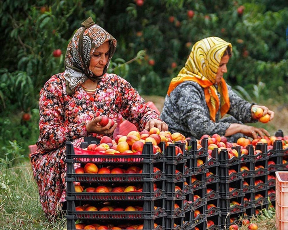 بالغ بر ٤ هزار نفر در آذربایجان غربی عضو صندوق زنان روستایی هستند