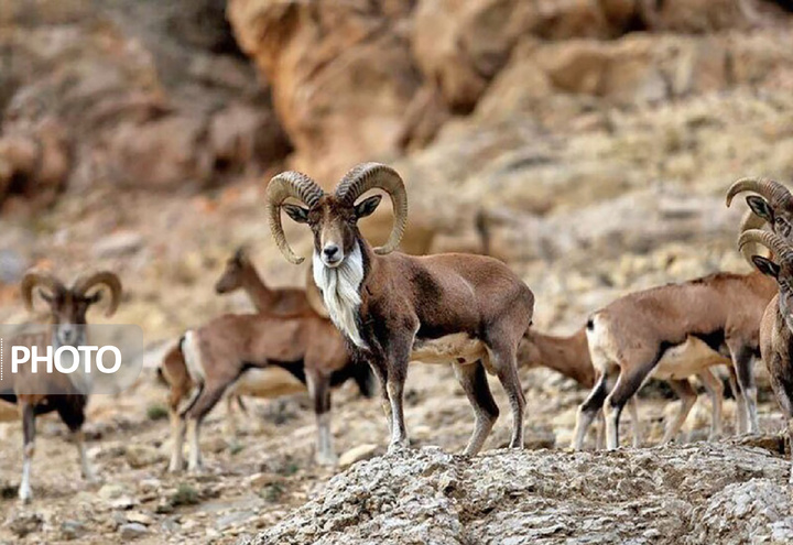 سرشماری زمستانه پستانداران در کردستان آغاز شد