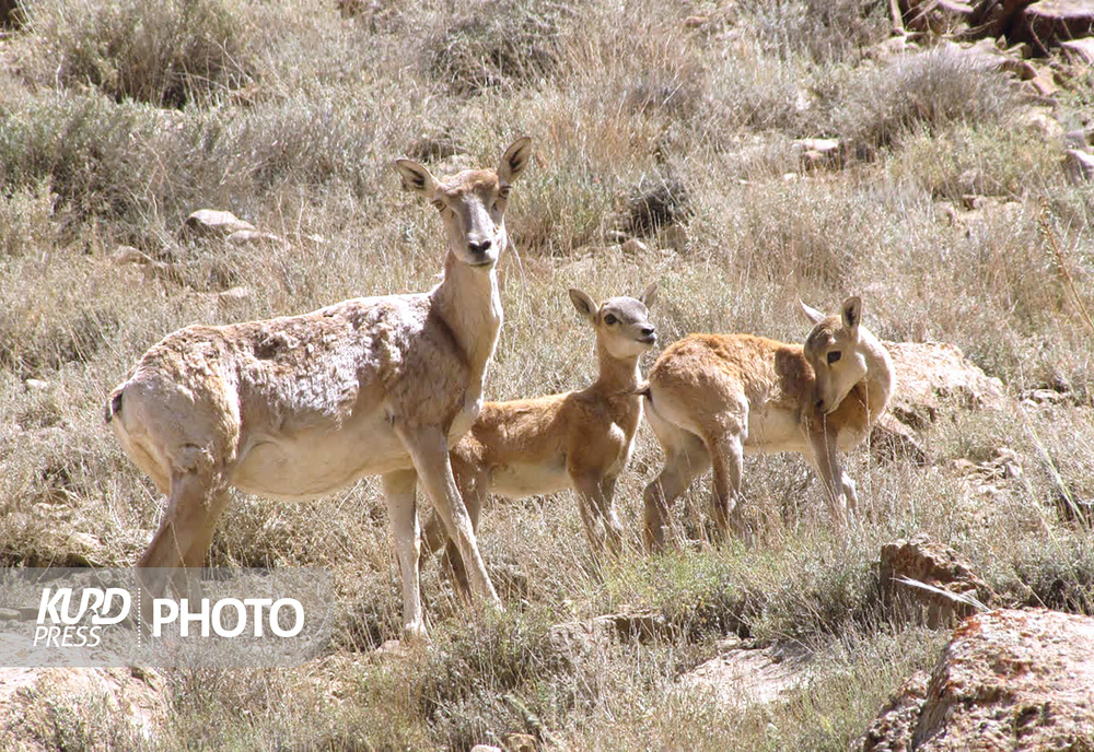 سرشماری زمستانه پستانداران در زیستگاه های کردستان آغاز شد