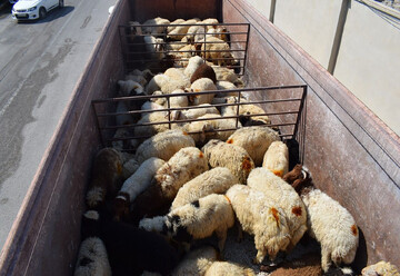 قاچاقچی دام در سقز به پرداخت ۱۱ میلیارد ریال جزای نقدی محکوم شد