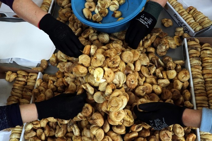 489 محموله کشاورزی صادراتی به اروپا به دلیل وجود مواد شیمیایی و تغییرات ژنتیکی برگشت خورد