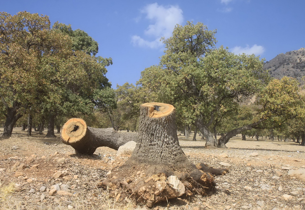 خیز خاموش بحران از جنگل های هیرکانی به زاگرس