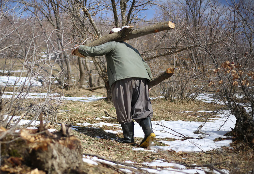 خیز خاموش بحران از جنگل های هیرکانی به زاگرس