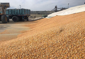 ۱۵۱ میلیارد تومان نهاده دام و طیور در کردستان خریداری شد