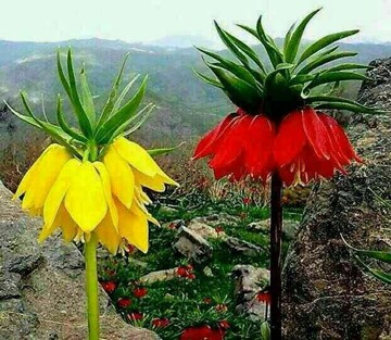 حال لاله های واژگون ایلام خوب نیست / میثم محمدی*