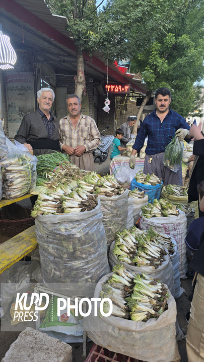 بازار گیاهان خوراکی و دارویی در مهاباد