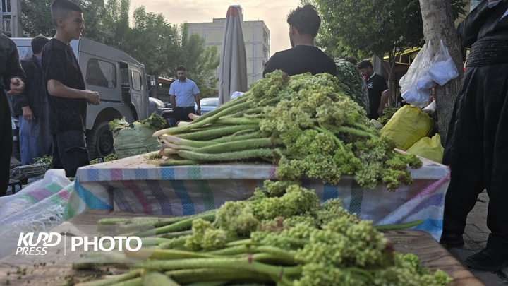 بازار گیاهان خوراکی و دارویی در مهاباد
