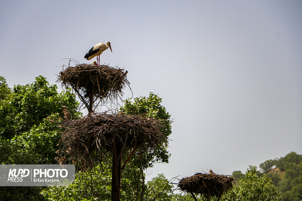 روایتی فم تور خبرنگاران در سرزمین زریوار و لک لک ها