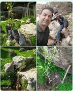 درختکاری در مسیر غارها و چشمه های باستانی ایلام / حشمت اله کرمی نژاد