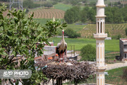 دره تفی،میزبانی بی نظیر برای لک لک ها / عکاس : عرفان کرمی