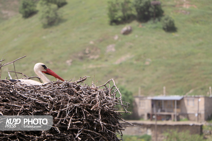 دره تفی،میزبانی بی نظیر برای لک لک ها