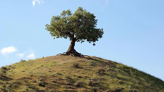 بلوط برای زاگرس‌نشینان تنها یک درخت نیست