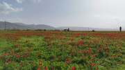 شکوفه‌های سرخ در دشت موش؛ لاله‌های واژگون جلوه‌ای از طبیعت جادویی کردستان ترکیه +فیلم