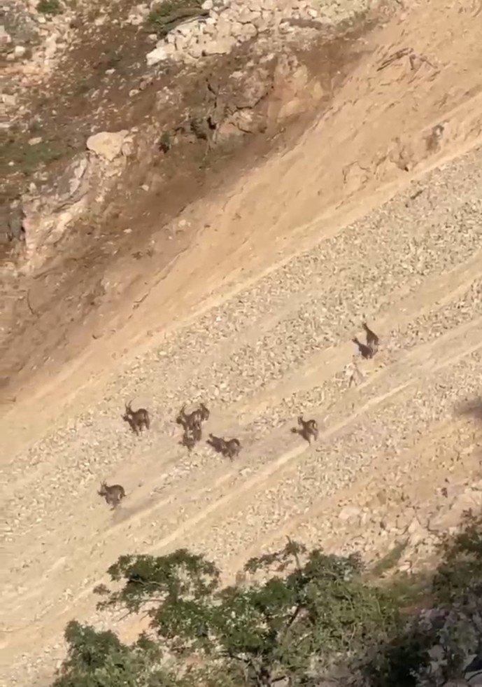 تخریب بیوقفه در گابار؛ زیستگاه غزالها و بزهای کوهی در خطر نابودی+ فیلم