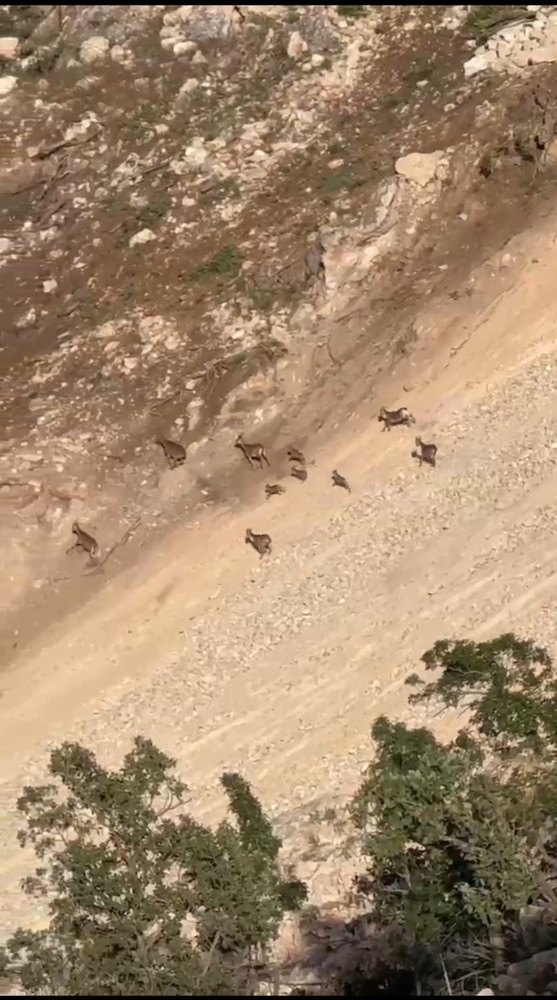 تخریب بیوقفه در گابار؛ زیستگاه غزالها و بزهای کوهی در خطر نابودی+ فیلم