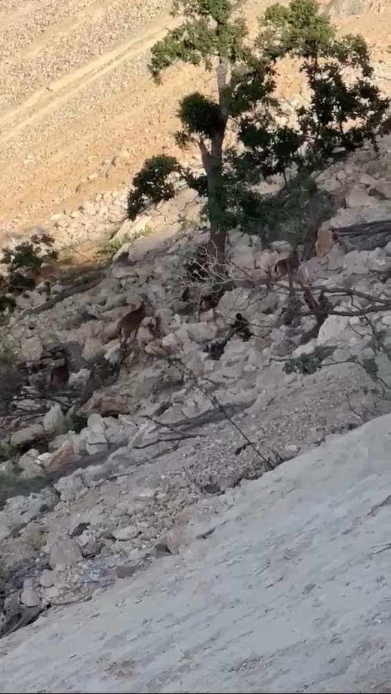 تخریب بیوقفه در گابار؛ زیستگاه غزالها و بزهای کوهی در خطر نابودی+ فیلم