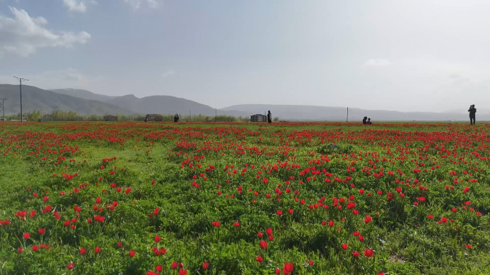 شکوفههای سرخ در دشت موش؛ لالههای واژگون جلوهای از طبیعت جادویی کردستان ترکیه +فیلم