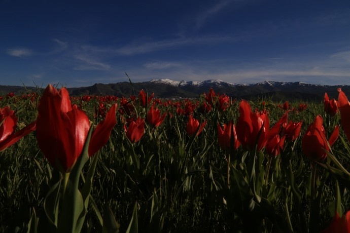 شکوفههای سرخ در دشت موش؛ لالههای واژگون جلوهای از طبیعت جادویی کردستان ترکیه +فیلم