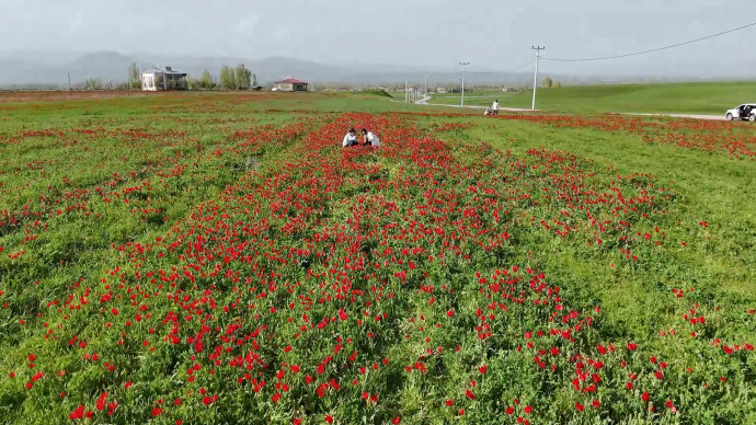 شکوفههای سرخ در دشت موش؛ لالههای واژگون جلوهای از طبیعت جادویی کردستان ترکیه +فیلم