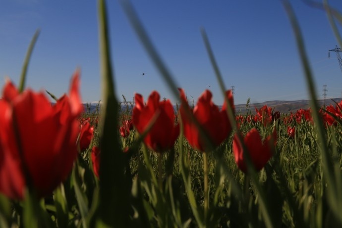 شکوفههای سرخ در دشت موش؛ لالههای واژگون جلوهای از طبیعت جادویی کردستان ترکیه +فیلم