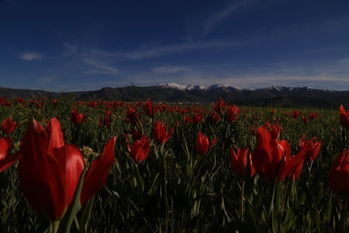 شکوفههای سرخ در دشت موش؛ لالههای واژگون جلوهای از طبیعت جادویی کردستان ترکیه +فیلم