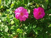گل محمدی محصول اقتصادی برای اقلیم بانه