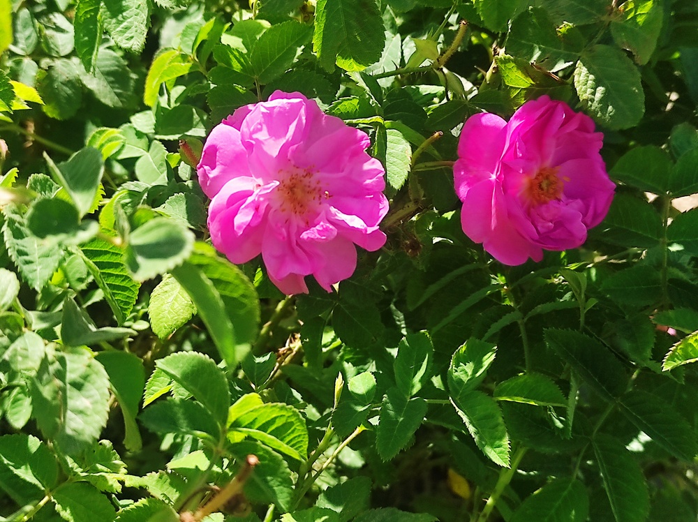 گل محمدی محصول اقتصادی برای اقلیم بانه
